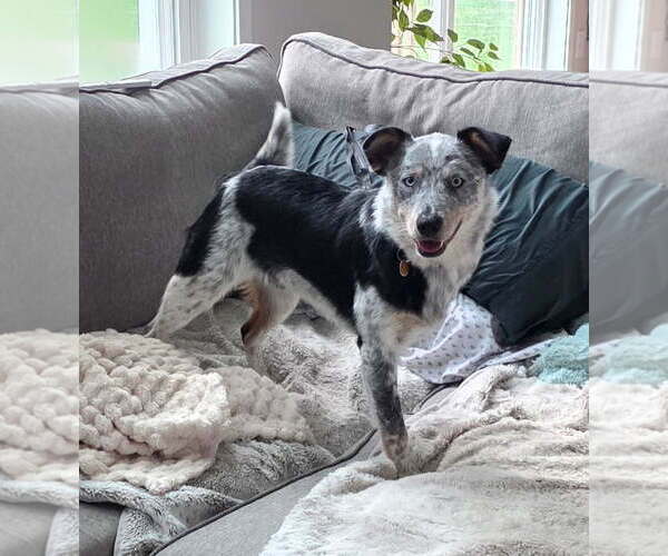 Medium Photo #2 Mutt Puppy For Sale in Genesee, WI, USA