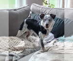 Small #1 Mutt