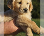 Small Photo #3 Golden Retriever Puppy For Sale in BRYANT, AL, USA