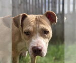 Small Photo #3 American Pit Bull Terrier-Unknown Mix Puppy For Sale in Jackson, MS, USA