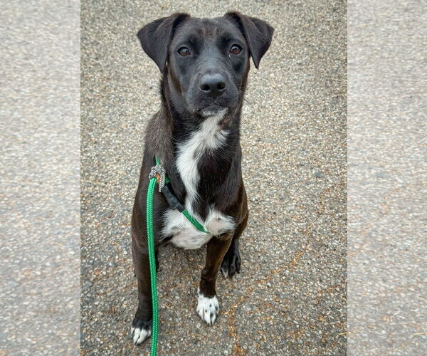 Medium Photo #2 Labrador Retriever-Unknown Mix Puppy For Sale in San Diego, CA, USA