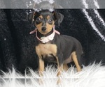 Small #5 Miniature Pinscher
