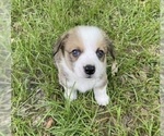 Small #3 Pembroke Welsh Corgi