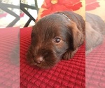 Small Photo #5 Schnauzer (Miniature) Puppy For Sale in CAPE CORAL, FL, USA