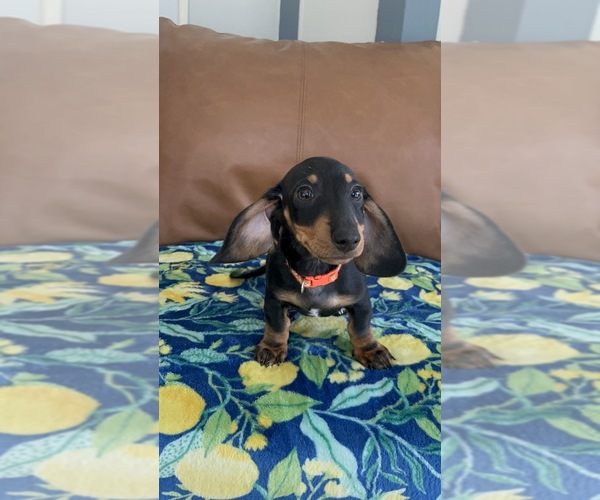 Medium Photo #1 Dachshund Puppy For Sale in GOTHA, FL, USA