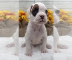 Small #2 Boxer