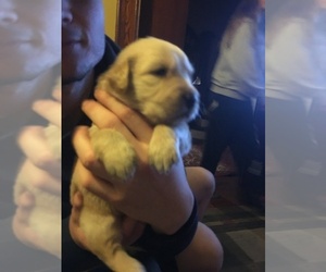 Golden Retriever Puppy for sale in ARCHBALD, PA, USA