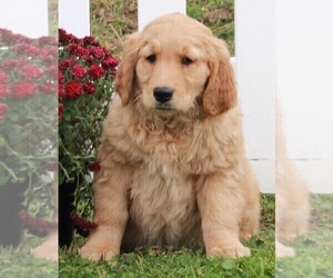 Golden Retriever Puppy for sale in FREDERICKSBURG, OH, USA