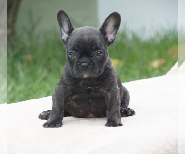 Medium Photo #5 French Bulldog Puppy For Sale in ROYAL PALM BEACH, FL, USA