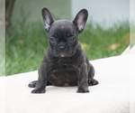 Small Photo #5 French Bulldog Puppy For Sale in ROYAL PALM BEACH, FL, USA