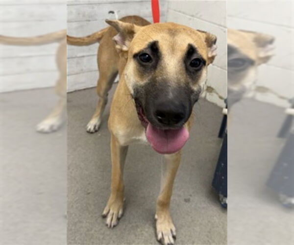 Medium Photo #1 German Shepherd Dog-Unknown Mix Puppy For Sale in San Bernardino, CA, USA