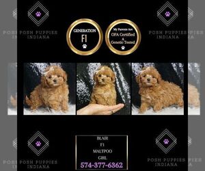 Maltipoo Puppy for sale in WARSAW, IN, USA