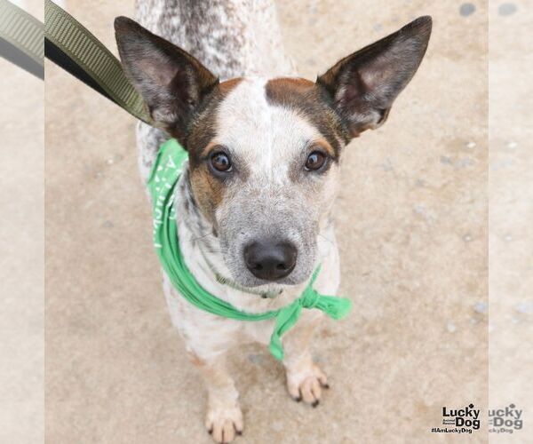 Medium Photo #6 Mutt Puppy For Sale in Washington, DC, USA