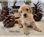 Small Photo #5 Goldendoodle Puppy For Sale in LEWISVILLE, TX, USA