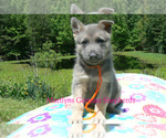 Small #2 German Shepherd Dog