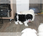 Small Photo #2 Maltese-Schnoodle (Miniature) Mix Puppy For Sale in PUEBLO WEST, CO, USA
