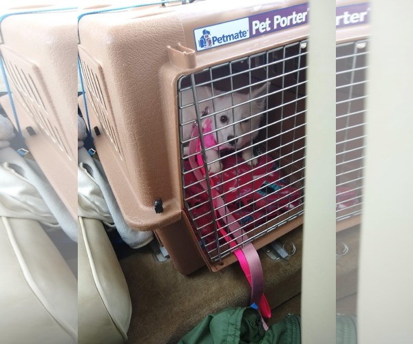 Medium Photo #24 American Eskimo Dog Puppy For Sale in Pikesville, MD, USA