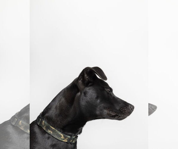 Medium Photo #8 Labrador Retriever-Unknown Mix Puppy For Sale in Holly Springs, NC, USA