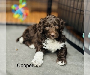 Aussiedoodle Puppy for sale in COLBERT, WA, USA