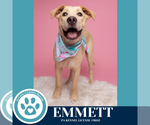 Small #2 Labrador Retriever Mix