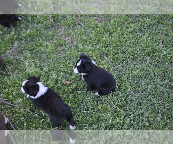 Medium Photo #4 Miniature Australian Shepherd Puppy For Sale in SWAN, TX, USA