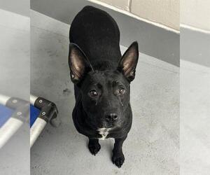 American Pit Bull Terrier-Unknown Mix Dogs for adoption in Ocala, FL, USA