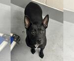 BATTY - Female American Pit Bull Terrier-Unknown Mix Dog for Adoption - Small photo