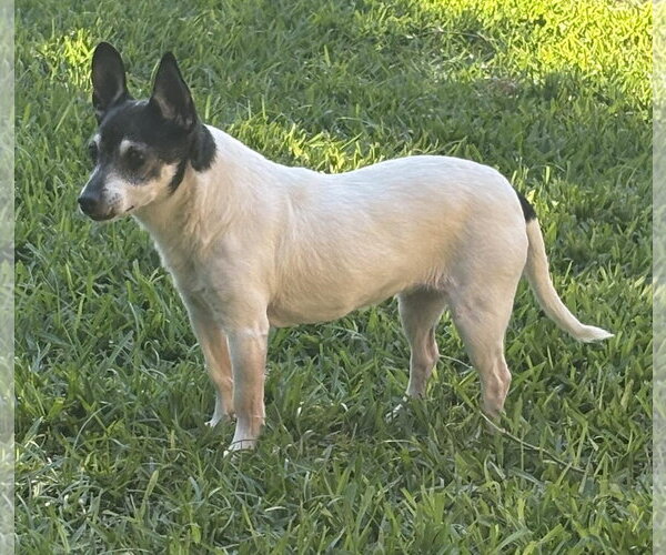 Medium Photo #10 Chihuahua-Unknown Mix Puppy For Sale in Boonton, NJ, USA