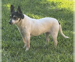 Small #9 Chihuahua Mix