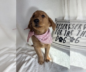 Golden Retriever Puppy for sale in GREENFIELD, IN, USA