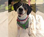 Small American Foxhound-Beagle Mix