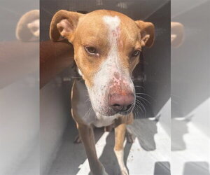 Mutt Dogs for adoption in Houston, TX, USA
