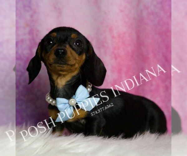 Medium Photo #1 Dachshund Puppy For Sale in WARSAW, IN, USA