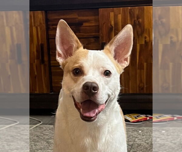 Medium Photo #1 Mutt Puppy For Sale in Claremore, OK, USA