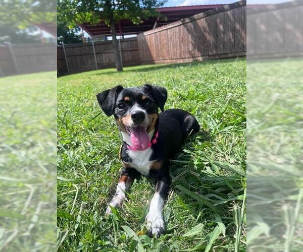 Medium Photo #1 Chihuahua-Unknown Mix Puppy For Sale in Plano, TX, USA