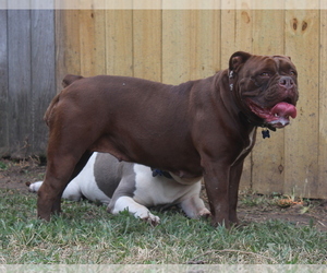 Mother of the Olde English Bulldogge puppies born on 02/07/2022