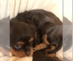 Small Photo #6 Cavalier King Charles Spaniel Puppy For Sale in AURORA, CO, USA
