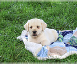 Rodney - Male Labrador Retriever Puppy for Sale - Photo #7