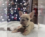 Small Photo #2 French Bulldog Puppy For Sale in WEATHERFORD, TX, USA