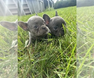 French Bulldog Puppy for sale in SOUTHGATE, MI, USA