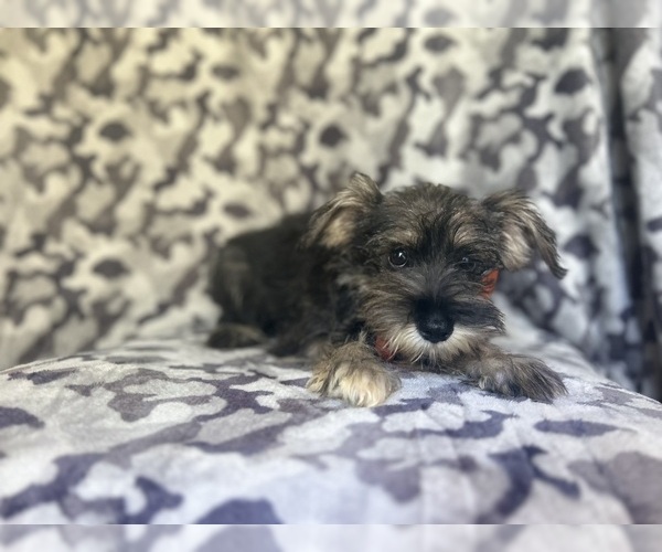Medium Photo #9 Schnauzer (Miniature) Puppy For Sale in LAKELAND, FL, USA