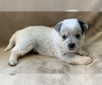 Small Photo #8 Australian Cattle Dog Puppy For Sale in MYRTLE BEACH, SC, USA