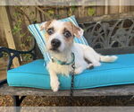 Small Parson Russell Terrier Mix