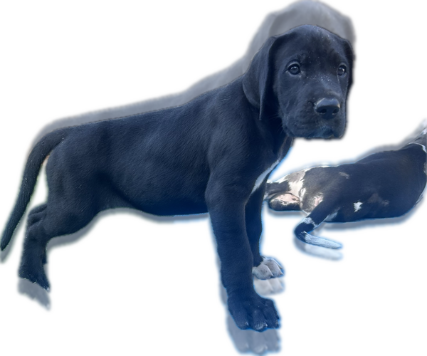 Medium Photo #5 Great Dane Puppy For Sale in WILLIS, TX, USA