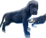 Maxi - Female Great Dane Puppy for Sale - Photo #5