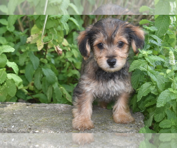 Medium Photo #3 Yorkipoo Puppy For Sale in ELDORADO, OH, USA