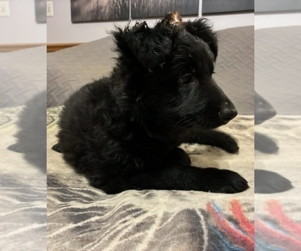 Medium Photo #2 German Shepherd Dog Puppy For Sale in LOGAN, OH, USA