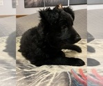 Small #1 German Shepherd Dog