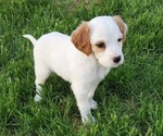 Puppy Ispin English Setter