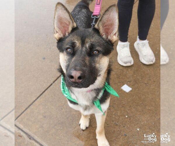 Medium Photo #6 German Shepherd Dog-Unknown Mix Puppy For Sale in Washington, DC, USA
